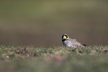 Horned lark, Eremophila alpestris, Morocco.