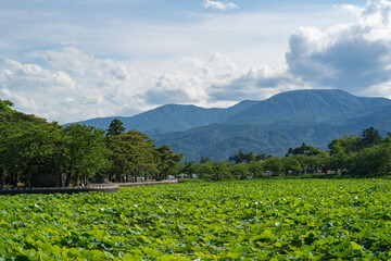 高田城のお堀を埋め尽くすハスの緑と遠くに霞む妙高の山々