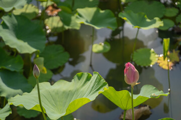 高田城のお堀に浮かぶハスの花