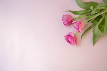 Pink tulips flowers on pink background. Waiting for spring. Happy Easter card. Flat lay.