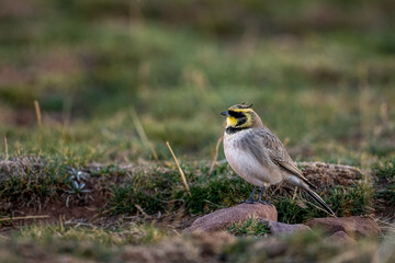 Horned lark, Eremophila alpestris, Morocco.