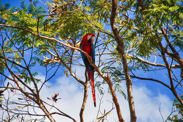 Arara-vermelha (Ara chloropterus) | Red-and-green Macaw