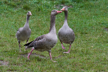 Graugänse in Brandenburg	