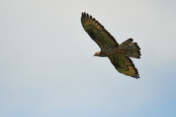 Wespenbussard (Pernis apivorus) in Linum	