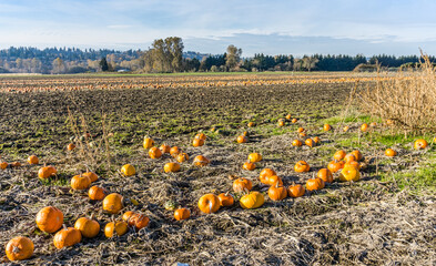 Pumpkin Harvest In Field 2