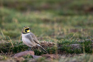 Horned lark, Eremophila alpestris, Morocco.