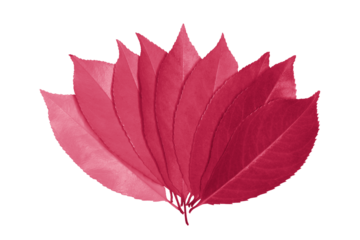 Several leaves are fan-shaped and tinted in Viva Magenta - trendy color of year 2023. Fashion color palette sample. Isolated on white background.