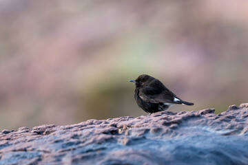 Black wheatear, Oenanthe leucura, Morocco.