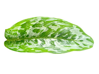 aroid leaf type Aglonema with three exotic colors, natural beautiful leaves from nature
