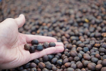 hand holding the fresh raw coffee beans