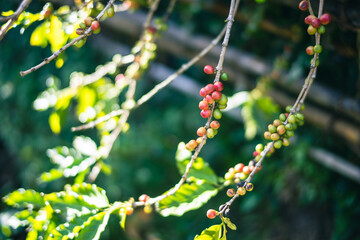 Fresh organic branch of coffee berries with coffee beans.