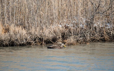 American Black Duck