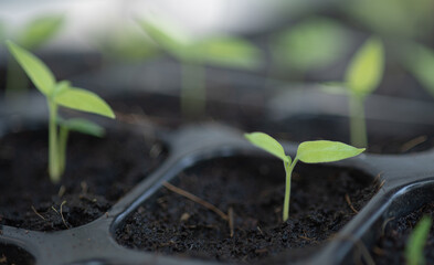 Seedlings grow
