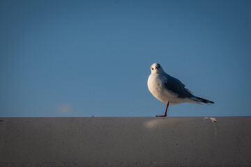 A lone single seagull perches on a wall and stares into the camera against a blue sky