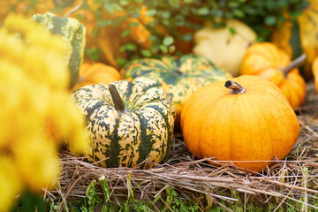 Harvest festival with autumn pumpkins and vegetables. Sale of agricultural crops on the outdoor market after the holiday