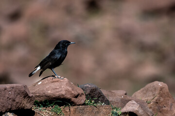 Black wheatear, Oenanthe leucura, Morocco.