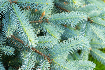 Naklejka na ściany i meble background of a blue young spruce copy space Christmas.
