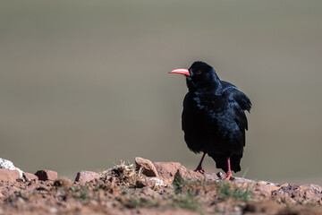 Red-billed chough, Pyrrhocorax pyrrhocorax, Atlas Mountains Morocco.