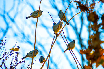 Flock of small bird sparrow sitting on tree branch on winter nature background