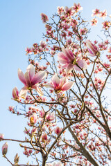 Blooming pink magnolia in the blue sky. Spring. Garden. A beautiful flowering, flowering tree. beautiful blooming branch of magnolia in spring - magnolia flower. Spring flowering.
