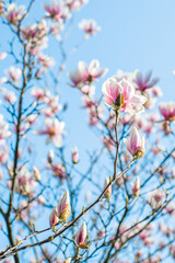 Spring flowering. Blooming pink magnolia in the blue sky. Spring. Garden. A beautiful flowering, flowering tree. beautiful blooming branch of magnolia in spring - magnolia flower