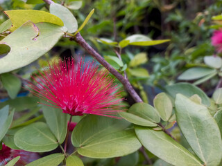 Calliandra Haematocephala or scarlet powder-puff growing in the garden.