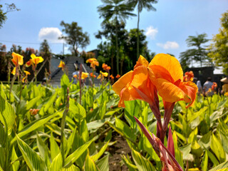 Canna 'Yellow King Humbert' flowers against sky