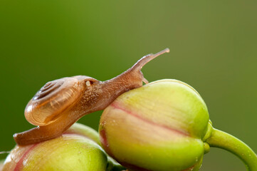 Snail on leaf in tropical forest