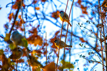 Flock of small bird sparrow sitting on tree branch on winter nature background