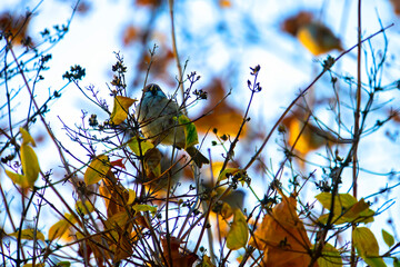 Flock of small bird sparrow sitting on tree branch on winter nature background