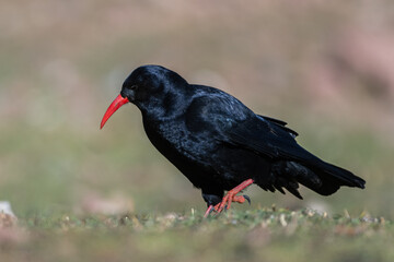 Red-billed chough, Pyrrhocorax pyrrhocorax, Atlas Mountains Morocco.