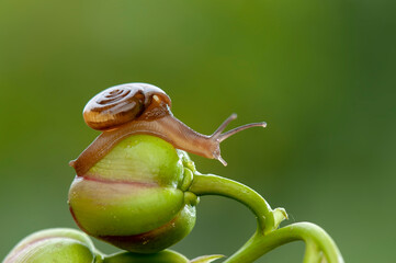 Snail on leaf in tropical forest