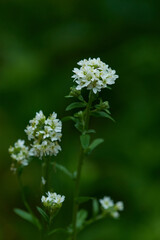 Graukresse (Berteroa incana)	