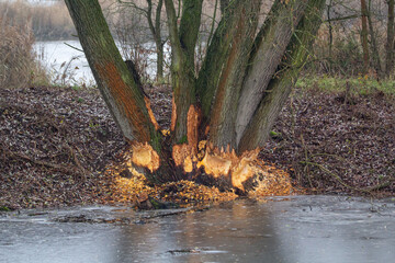 trees destroyed by beavers. sawdust on the ground and in the water. autumn background 