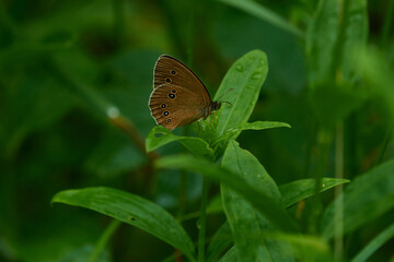 Brauner Waldvogel (Aphantopus hyperantus)	