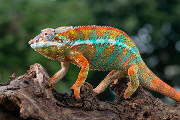 The panther chameleon (Furcifer pardalis)  on a tree