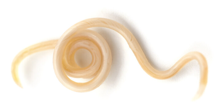 White roundworm parasite.