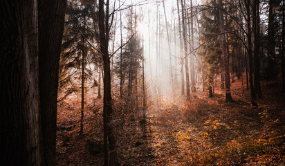 poranna mgła w lesie i promienie słońca © meegi