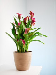 flowerpot with calla lilies