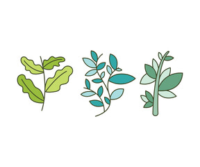 leaves and branch set vector illustration