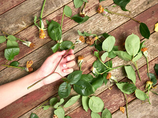 lifeless hand of a young person placed on a wooden table and surrounded by green leaves