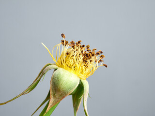 rose with no petals extreme, close up, isolated on gray background