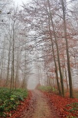 Wald im Herbstnebel