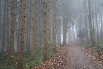 Wald im Herbstnebel