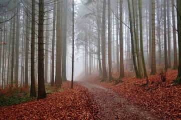 Wald im Herbstnebel