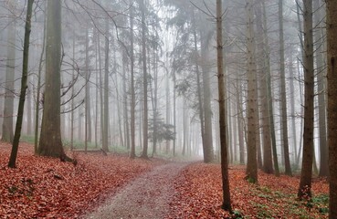 Obraz premium Wald im Herbstnebel