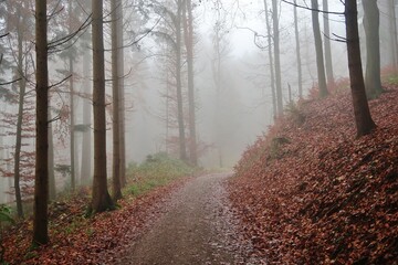 Obraz premium Wald im Herbstnebel