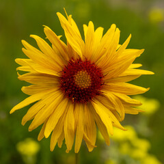 Close up of Alpine Sunflower