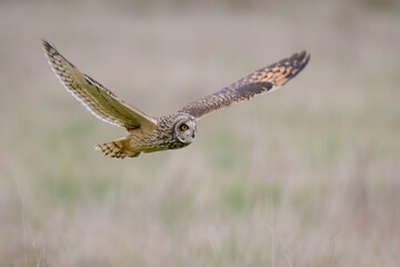 Short eared owl flying over a field in winter at twilight