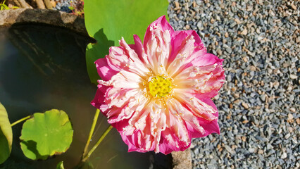 close-up roseum plenum lotus, nelumbo nueifera gaertn
